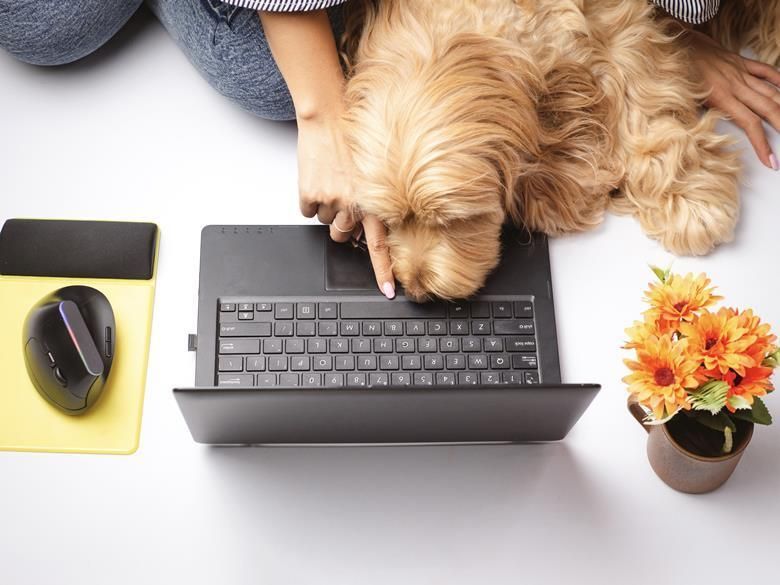  How Can Employers Incorporate Pet-Friendly Benefits Into Their Package? - Vetster