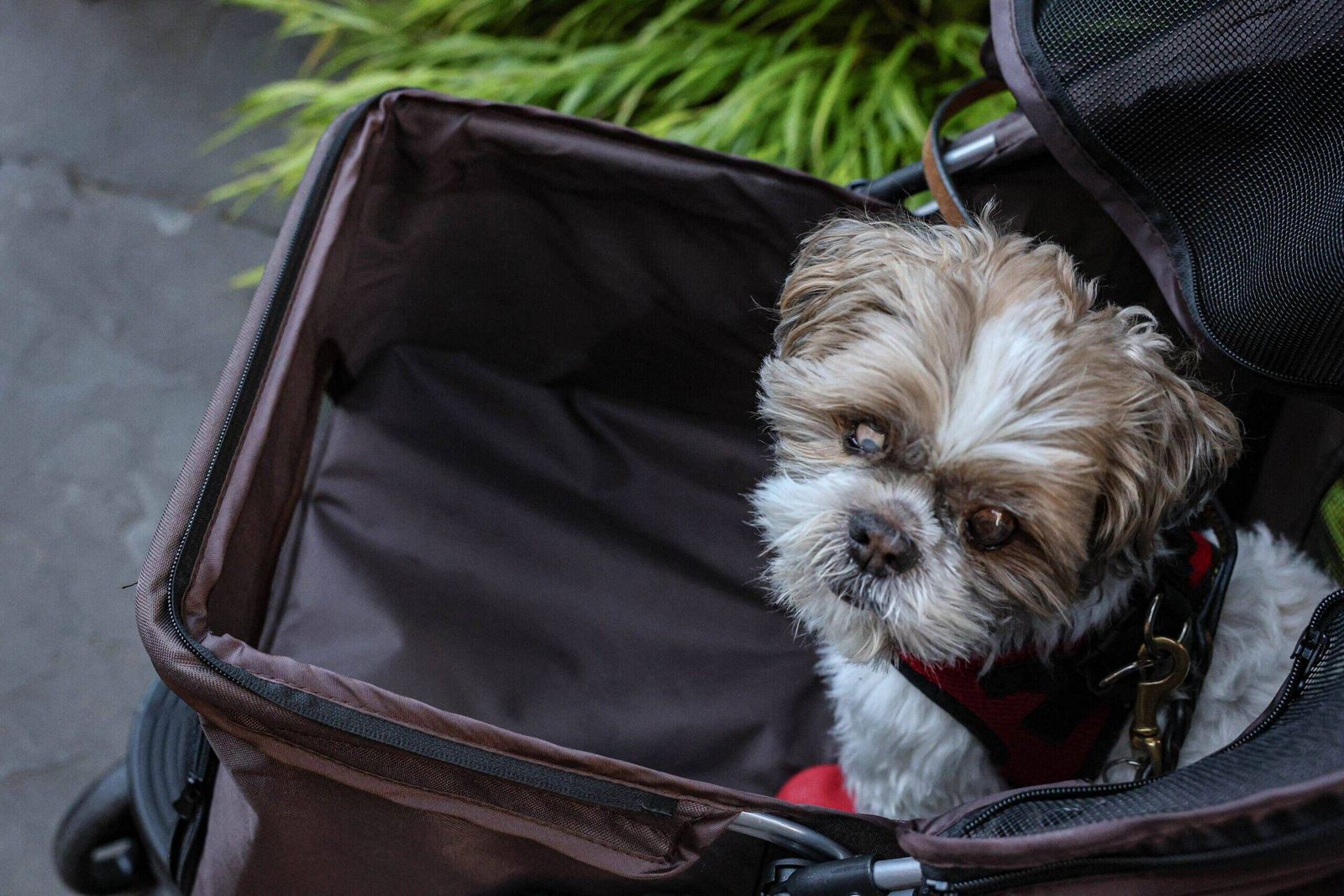 Nearly Half Of Gen Z See Pets As Their Literal Children, But Boomers Don’t Love Their Pets Any Less - Vetster