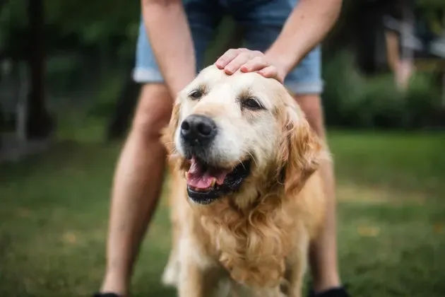 13 Changes Veterinarians Would Never Ignore In Their Dogs - Vetster