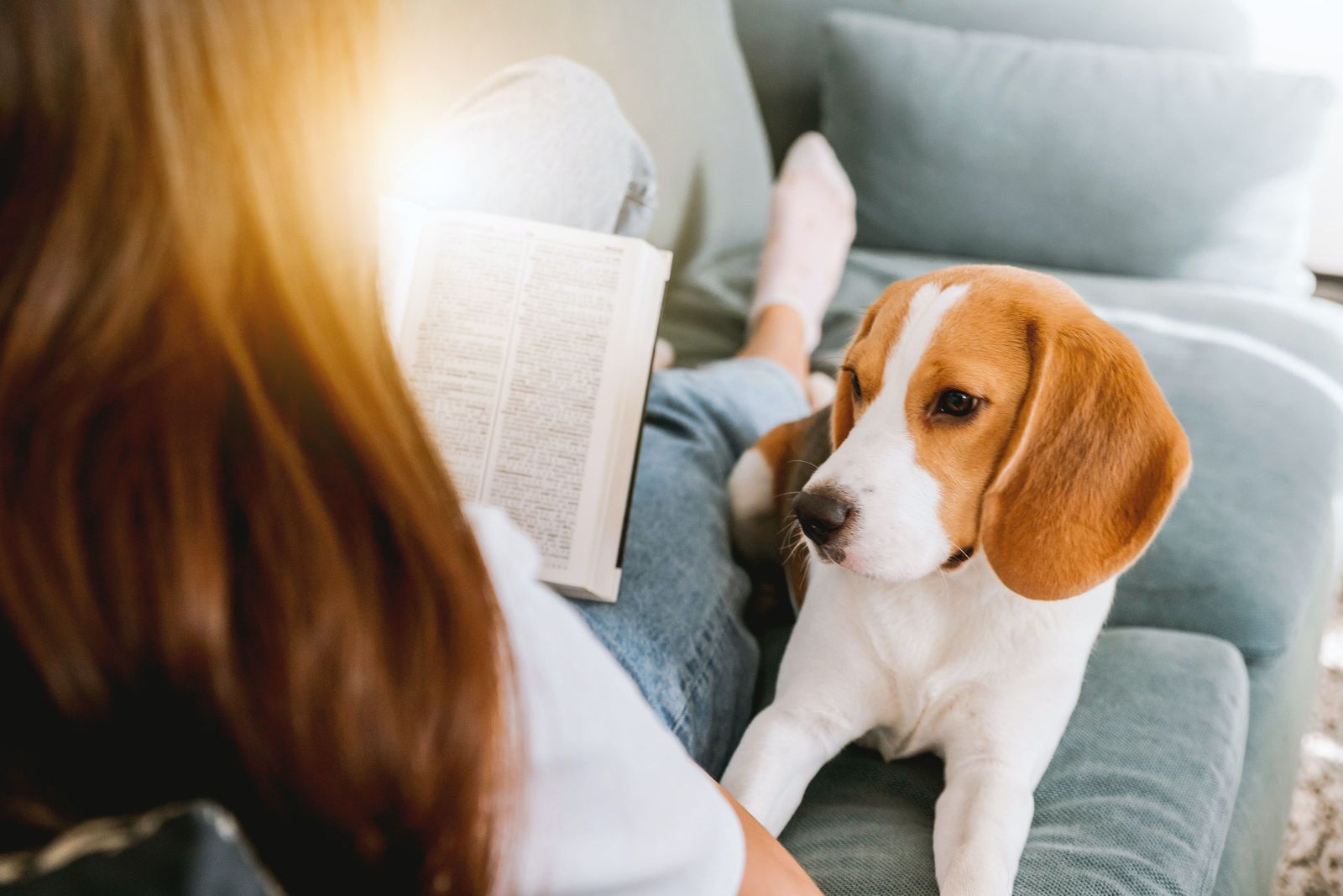 Adjusting your back-to-school routine for happy pets - Beagle on the couch with owner reading