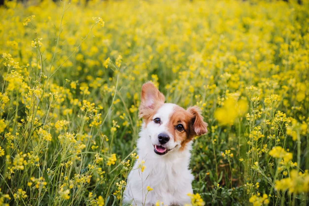 Ear infection or allergies? How to tell the difference in dogs - A jack russell terrier sits among yellow flowers
