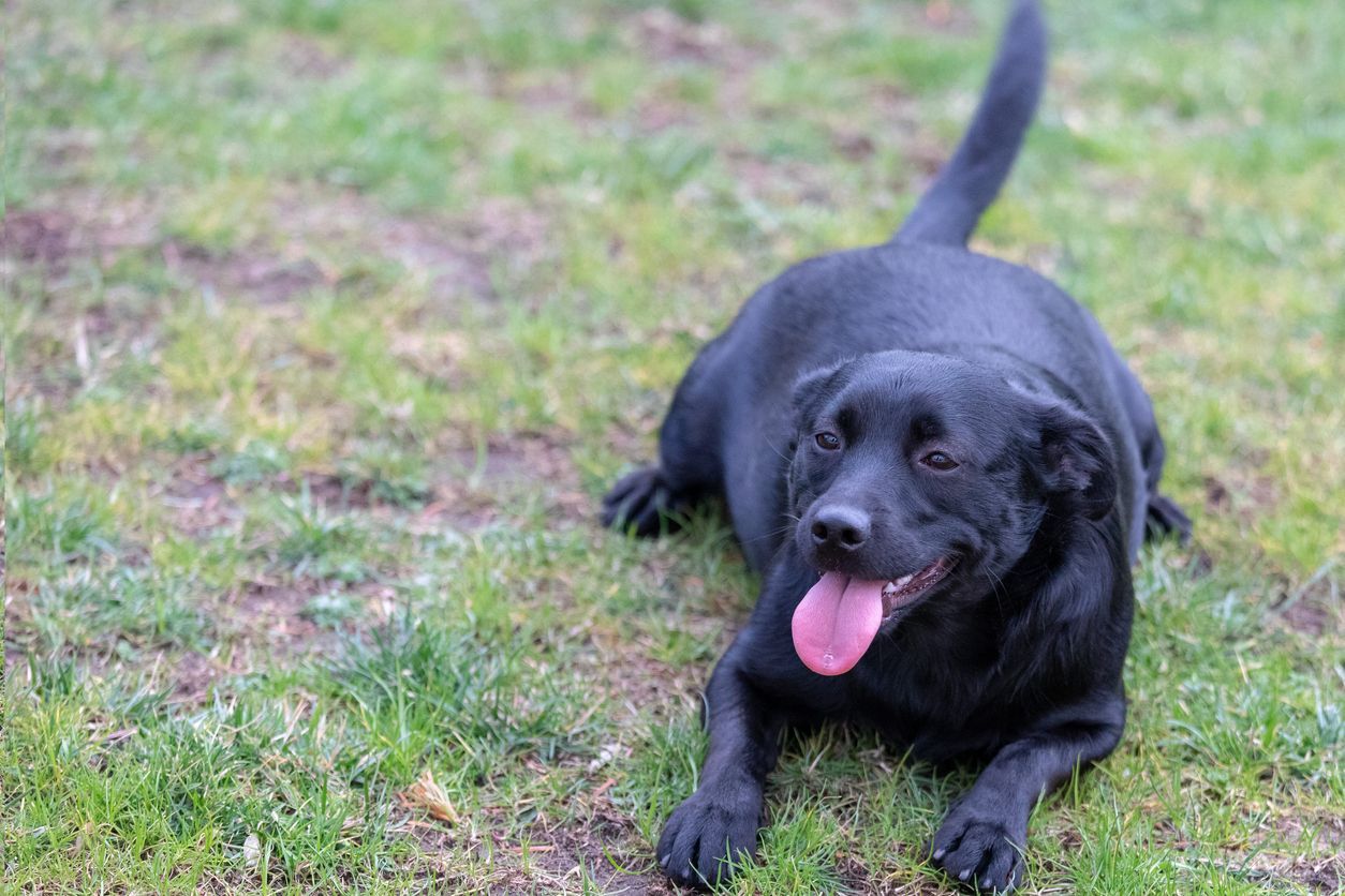 The signs of pituitary tumors and disease in dogs - Plump black dog laying on grass, tongue lolling out