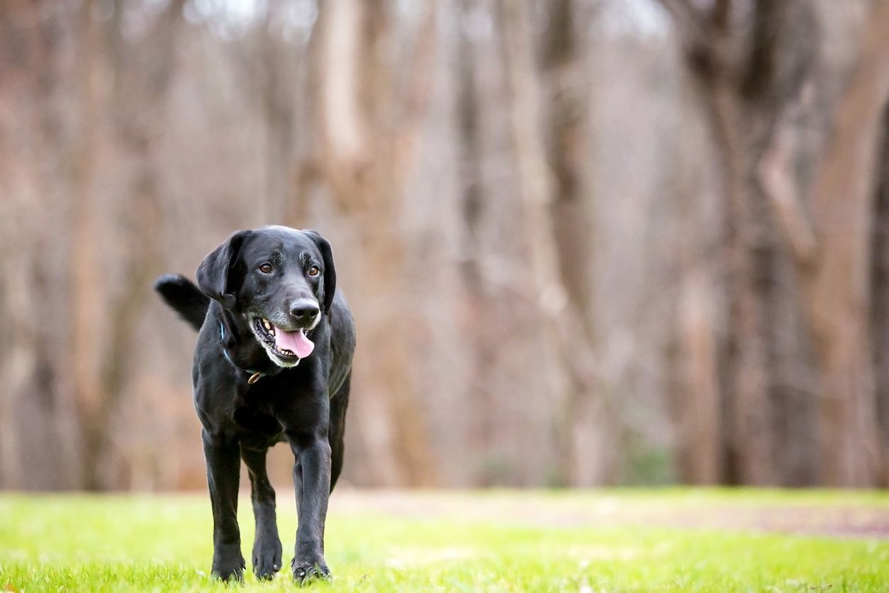 Your dog is limping? Here’s what you need to do - A senior black Labrador Retriever dog walking outdoors