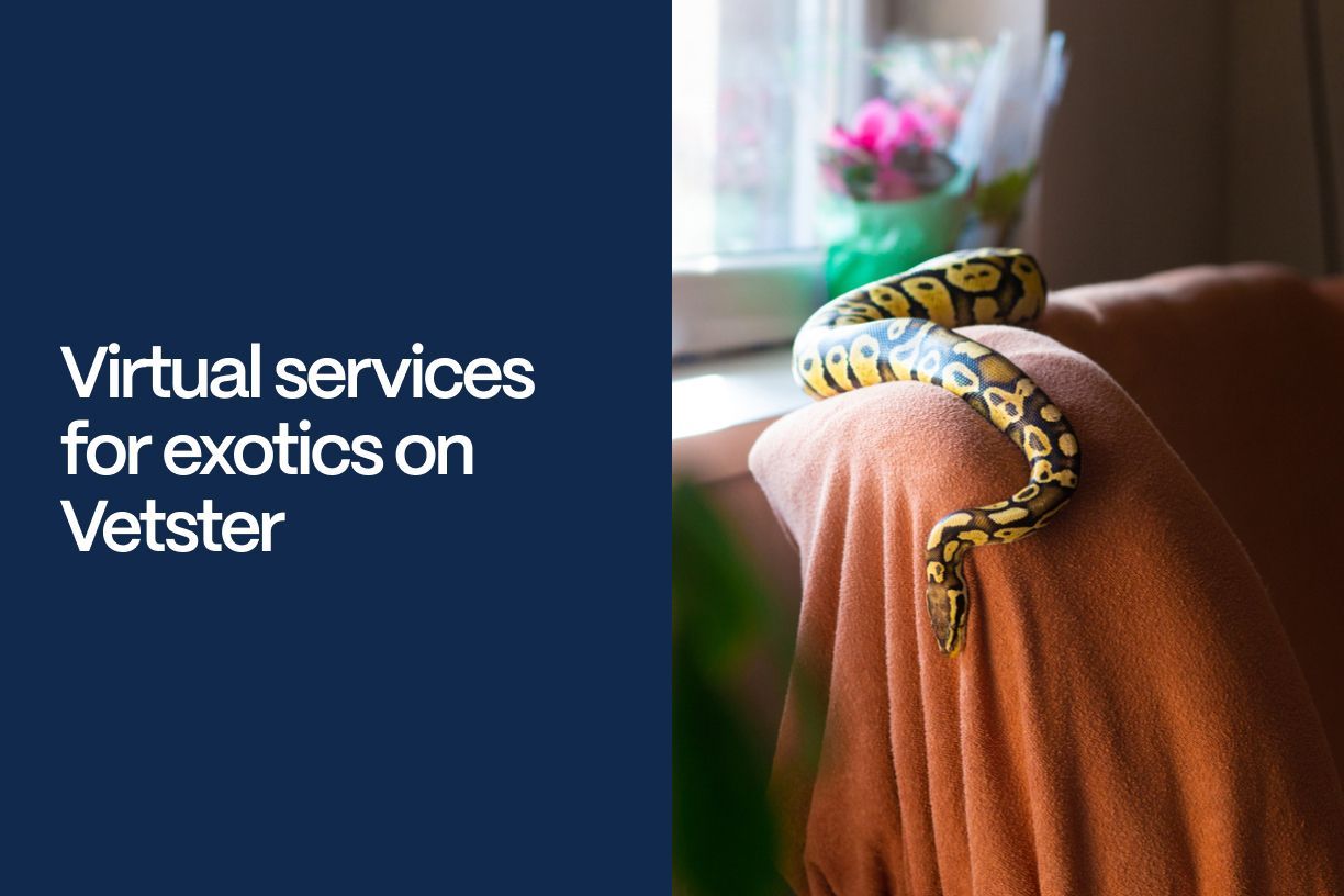 Virtual services for exotics on Vetster  - A snake resting on the shoulder of a couch with the title of the article to the left