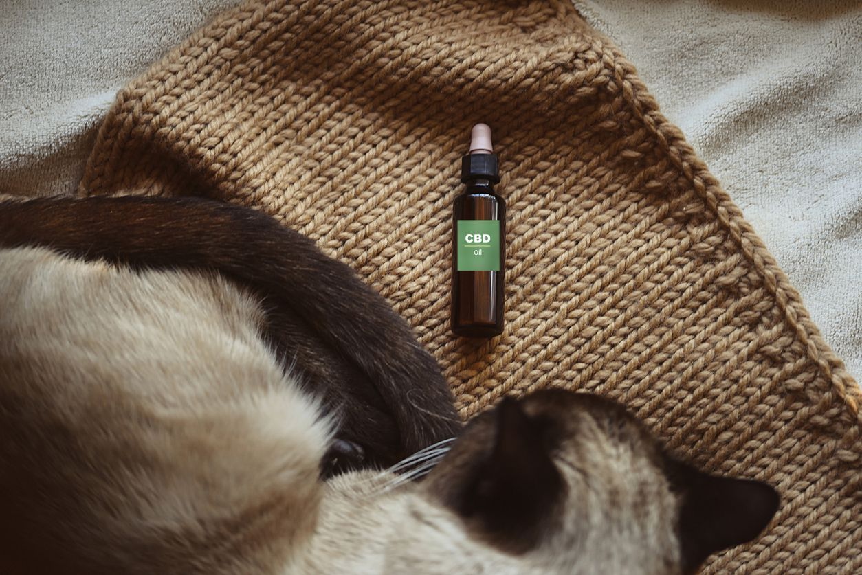 Thinking about CBD for your pet? Talk to your vet first. - Vetster