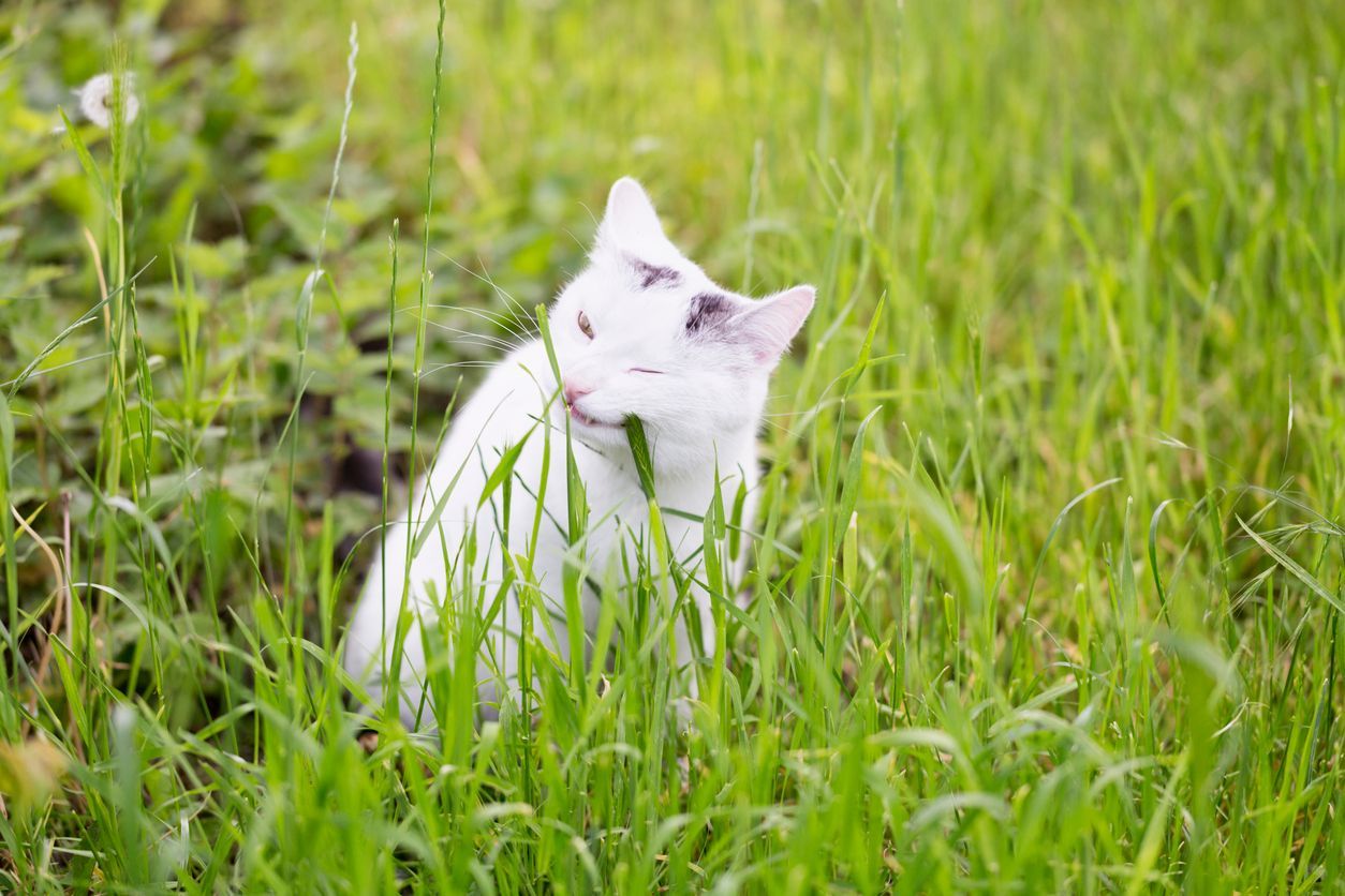 Myth-busting: Do nutritional deficiencies cause pica in cats? - A white cat chews on grass in a field.