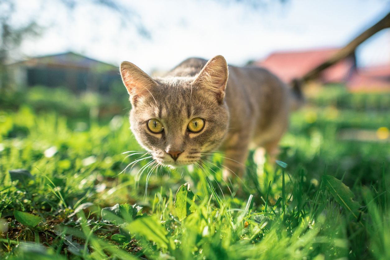 What does the size and shape of a cat’s pupils mean? - Cat looking towards a camera from grass