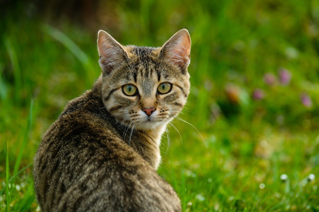 How to prevent and treat yeast ear infections in cats - A cat looking towards the camera, ears displayed prominently