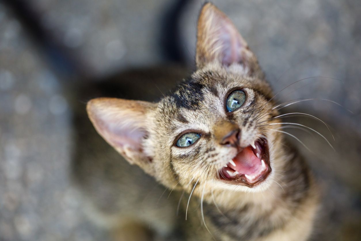 Can eye drops help a cat’s allergies? - A kitten looks up at a camera, looking like it has damp eyes