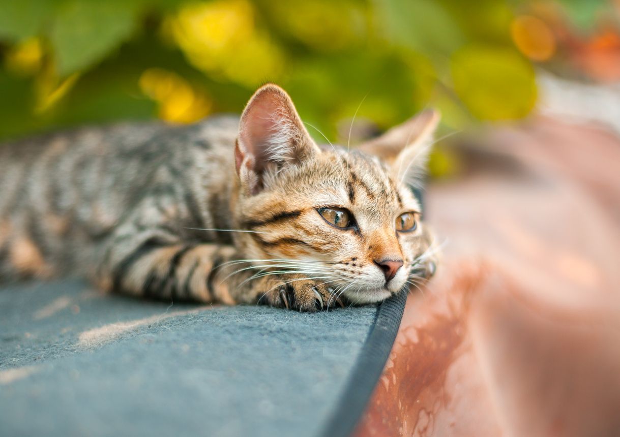  Everything you need to know about pituitary gland disorders in cats - Picture of a cat lying down in front of an out-of-focus garden