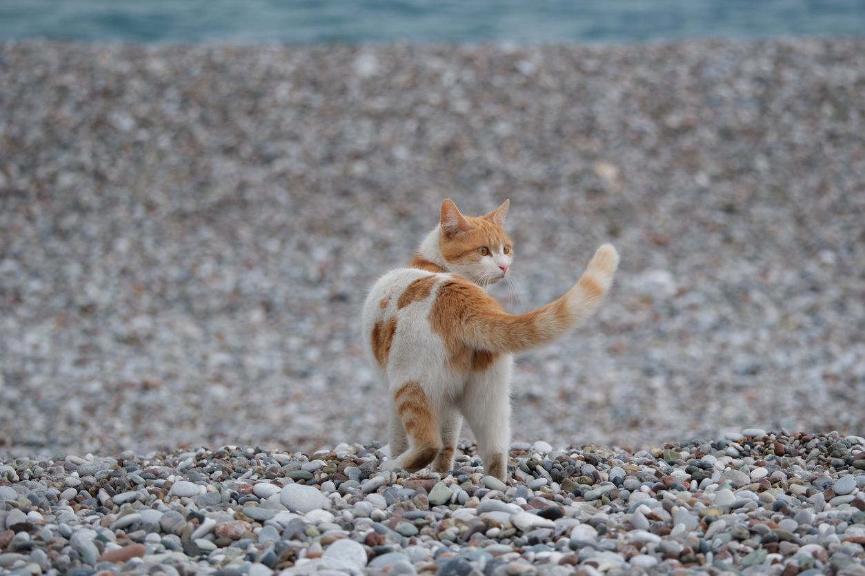 Kidney stones in dogs and cats: what owners need to know - A cat looking over its shoulder on a pebble beach