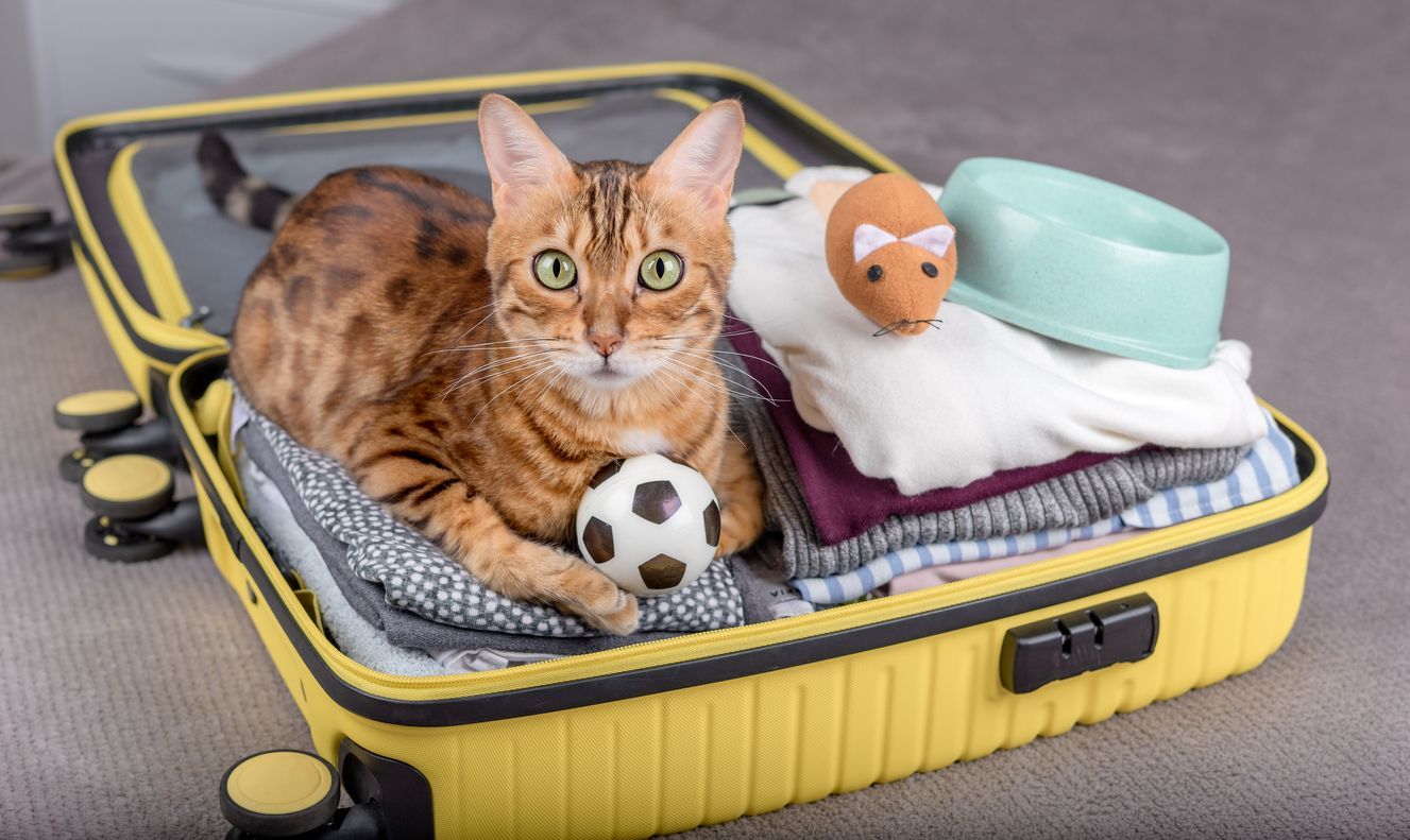 Should you travel with your cat or leave it home? - Cat in suitcase with their travel toys