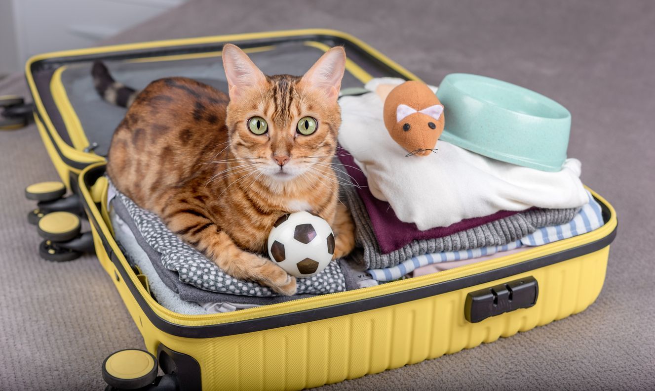 cat travel tablets