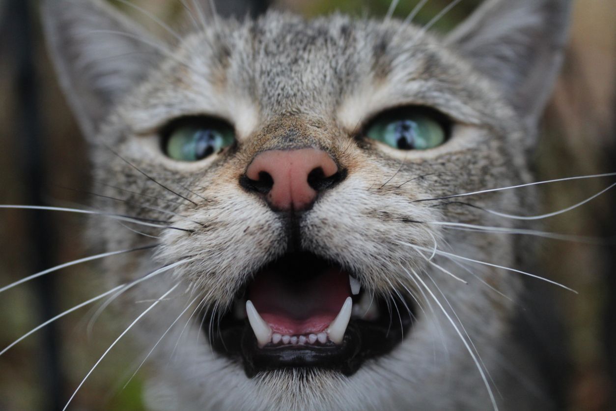How can I help my cat with tooth resorption? - A close-up of a cat's face, with lower incisors clearly visible