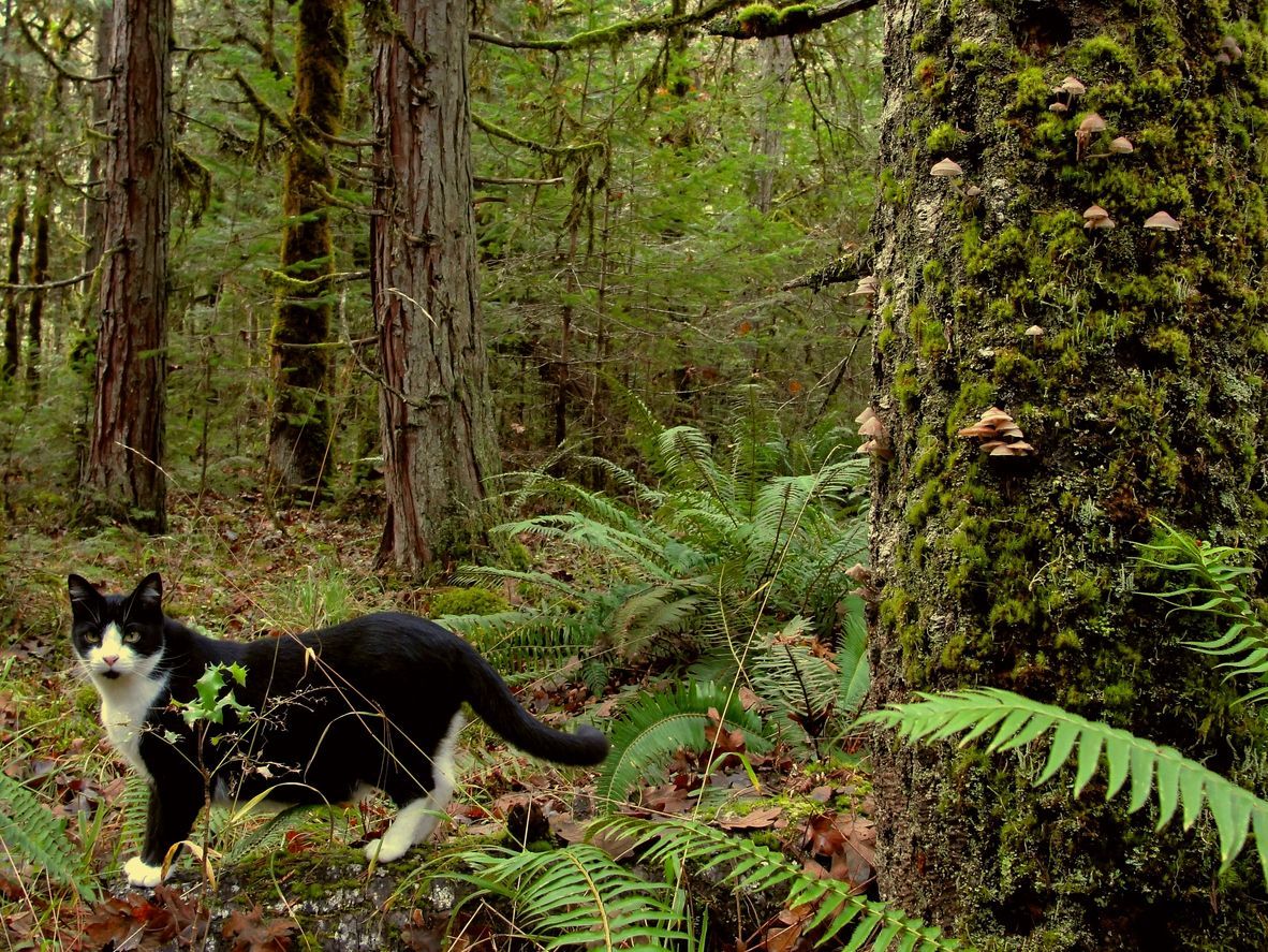 Systemic fungal infections in cats: Symptoms and treatment - A black and white cat walking through a mossy forest