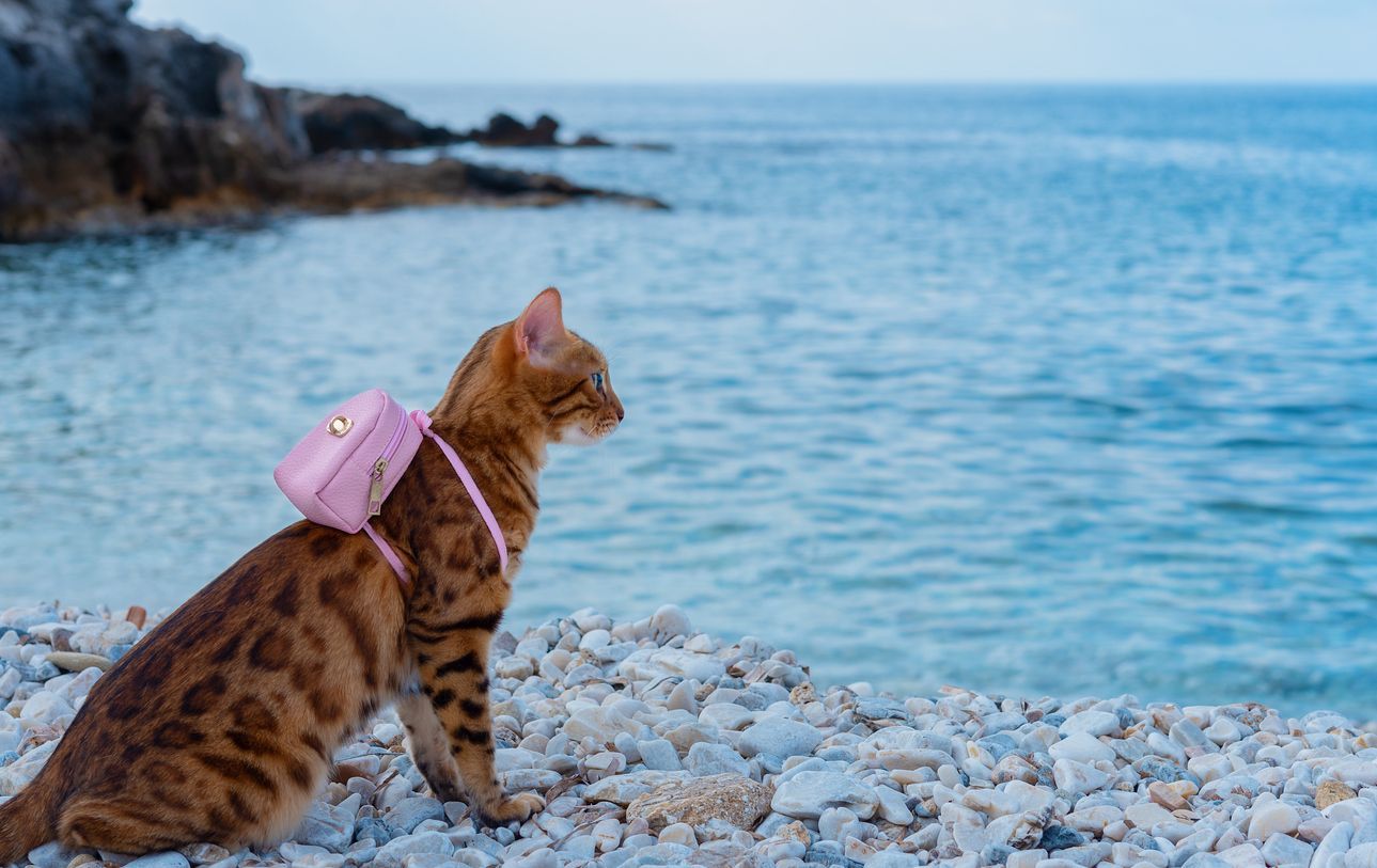 How to detect and treat bladder stones in cats - Cat in a backpack by the beach