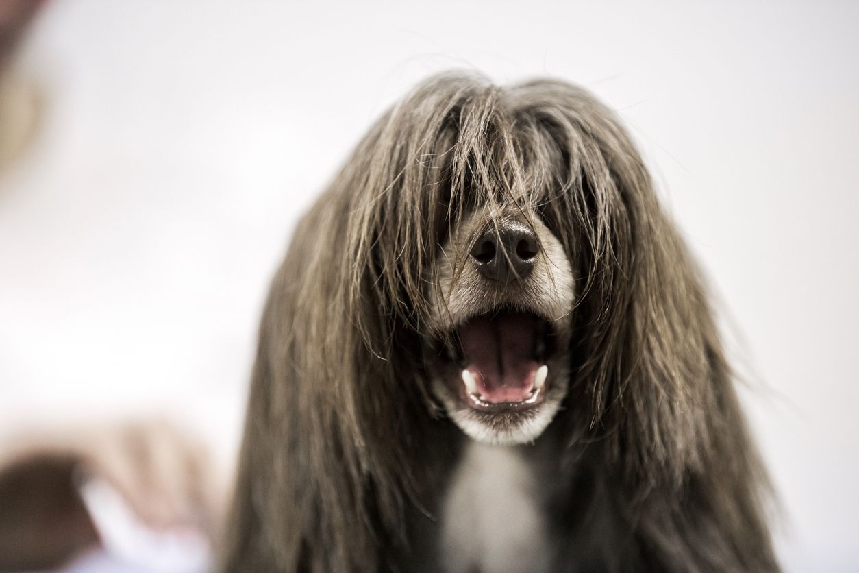 Nutritional deficiencies and hair loss in dogs - A Chinese Crested Dog With an Open Mouth