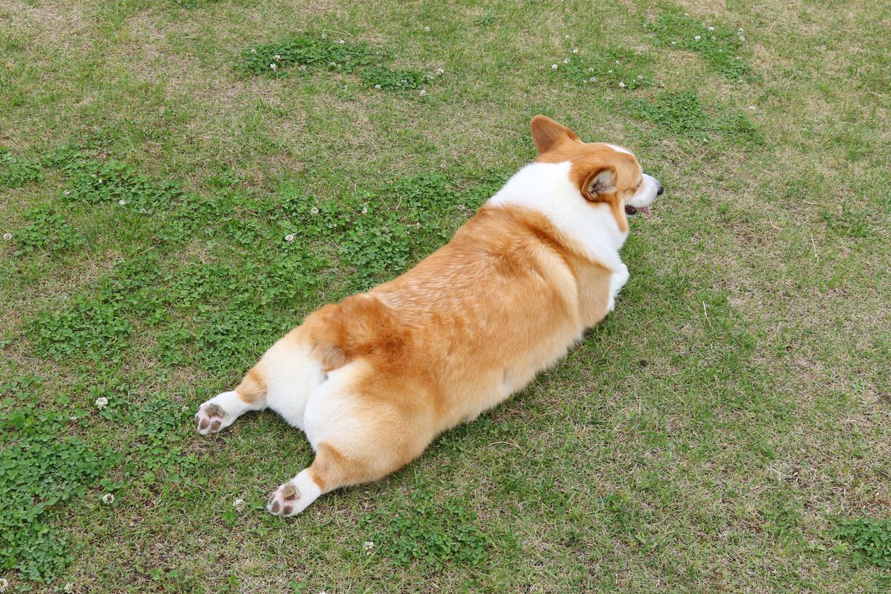 How do you know if your dog is having anal gland issues? - Corgi lying on its belly on the grass, facing away from the camera