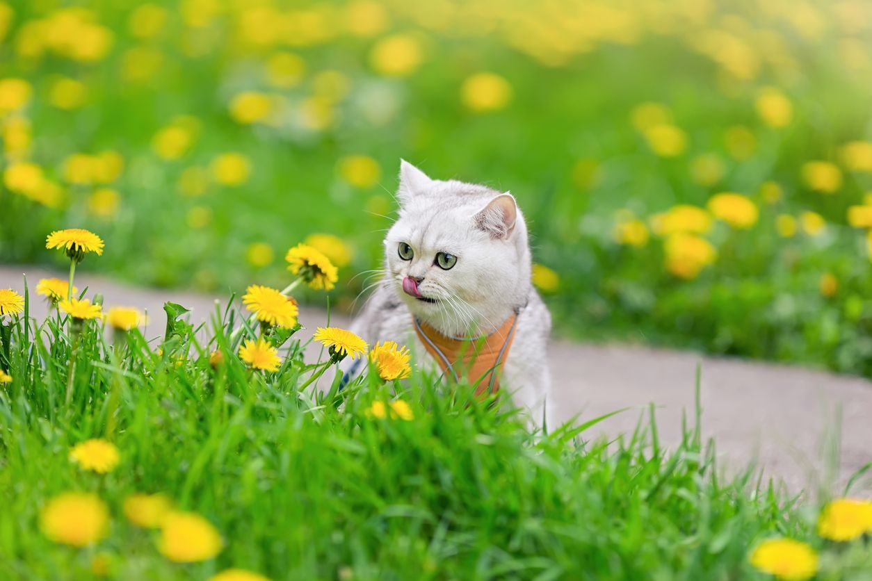 The best food for cats with allergies - A cat wearing a bib looks at a field of dandelions