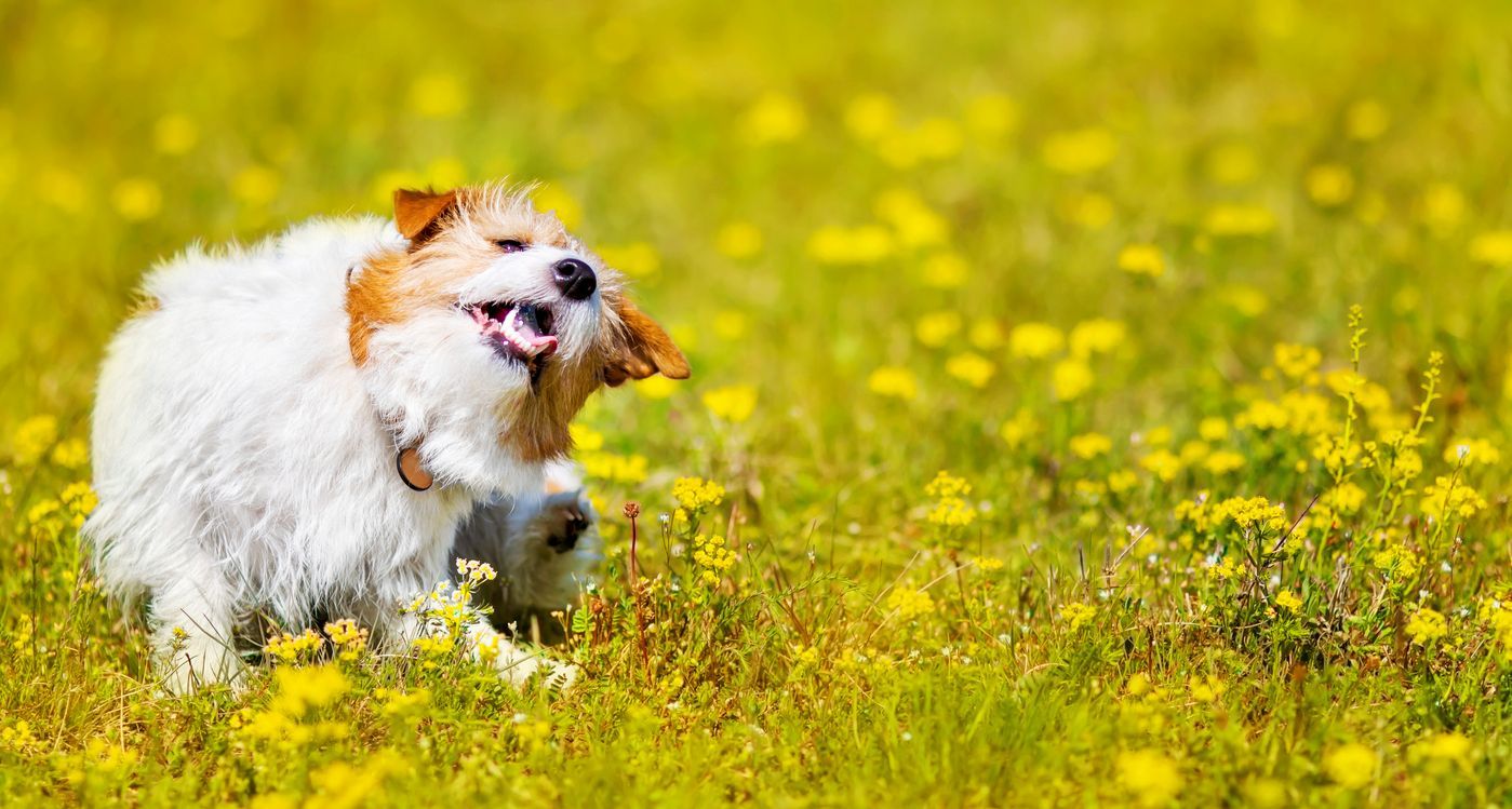 Understanding summer allergy triggers in dogs - Cute pet puppy scratching in the grass with flowers.