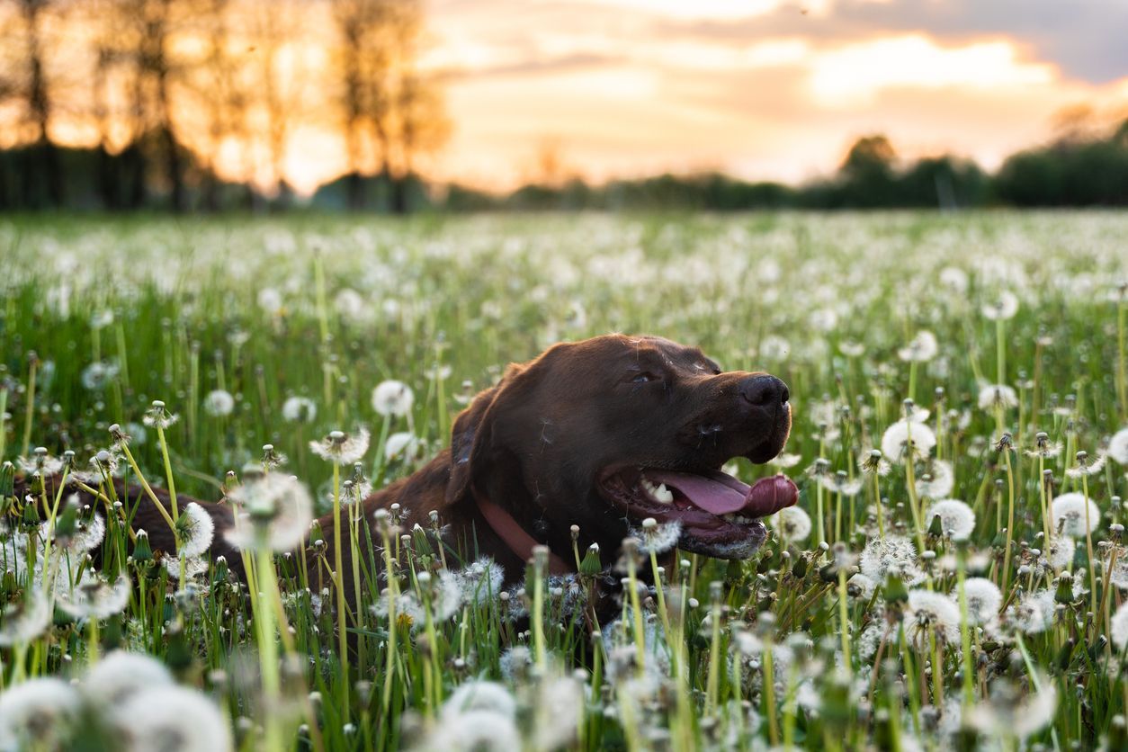 Does Benadryl work for treating allergies in dogs? - An image of a dog in a dandelion field