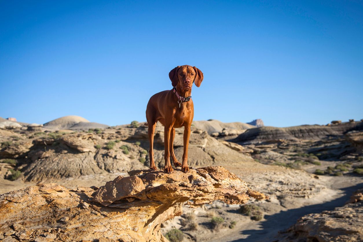 Urinary incontinence in dogs: Signs and treatment options - Picture of a dog standing in an arid desert setting