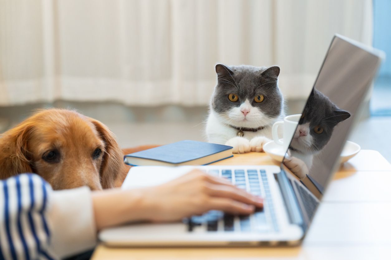 How to prepare for your online vet appointment - A cat and a dog watch their parent use a laptop
