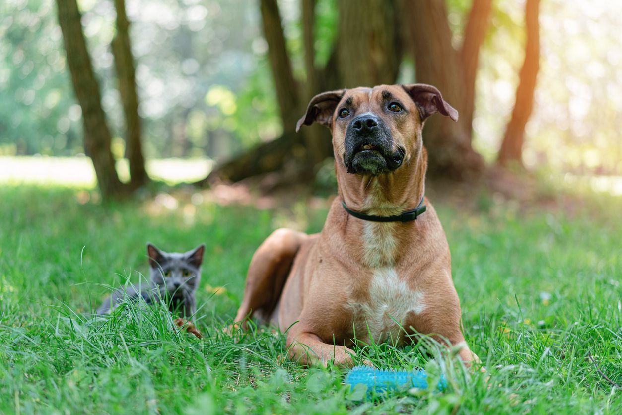 Everything you need to know about ticks on dogs and cats - Cat and dog sitting together in grass outside