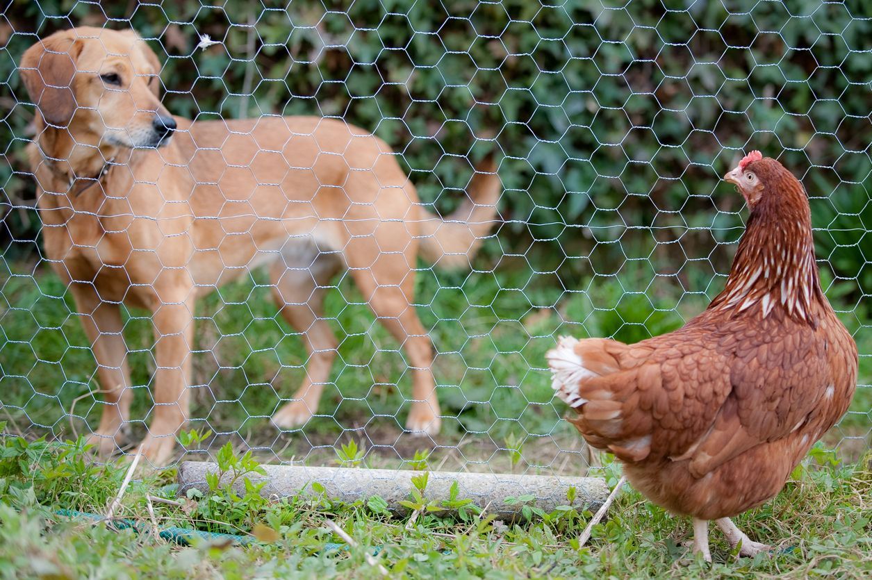 Chicken allergy in dogs: Symptoms, triggers, and treatment - A dog looks at a chicken through a fence