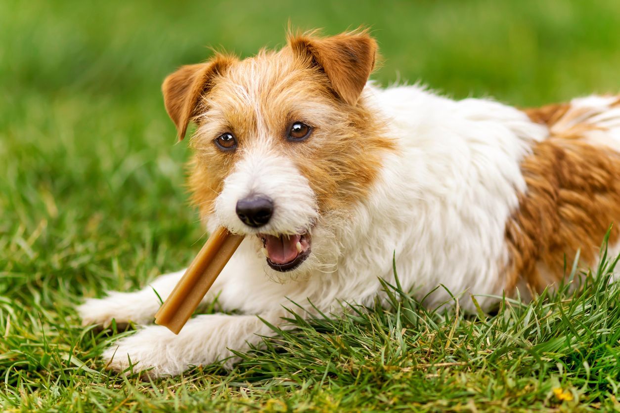 What are the best dental treats for dogs? - Dog eating a dog-chew in the grass
