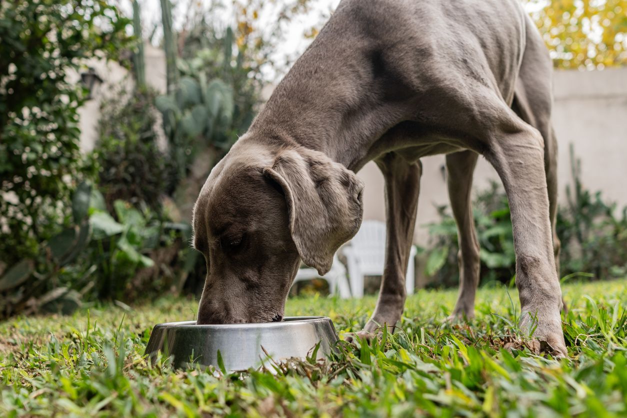 Taurine deficiency in dogs: How to prevent and treat - A dog eats out of a small bowl outside