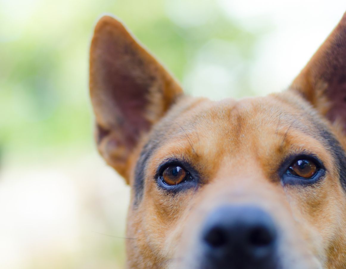 Eye allergies vs. eye infections in dogs: Which is it? - A close up of a dog's eyes outside