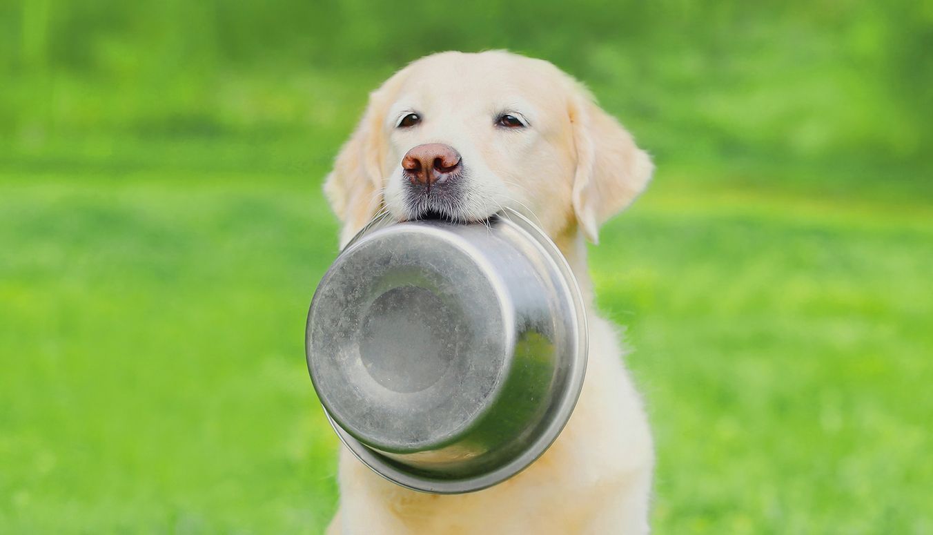 Treatment for vitamin B12 deficiency in dogs - A dog sits outside, holding its food bowl in its mouth