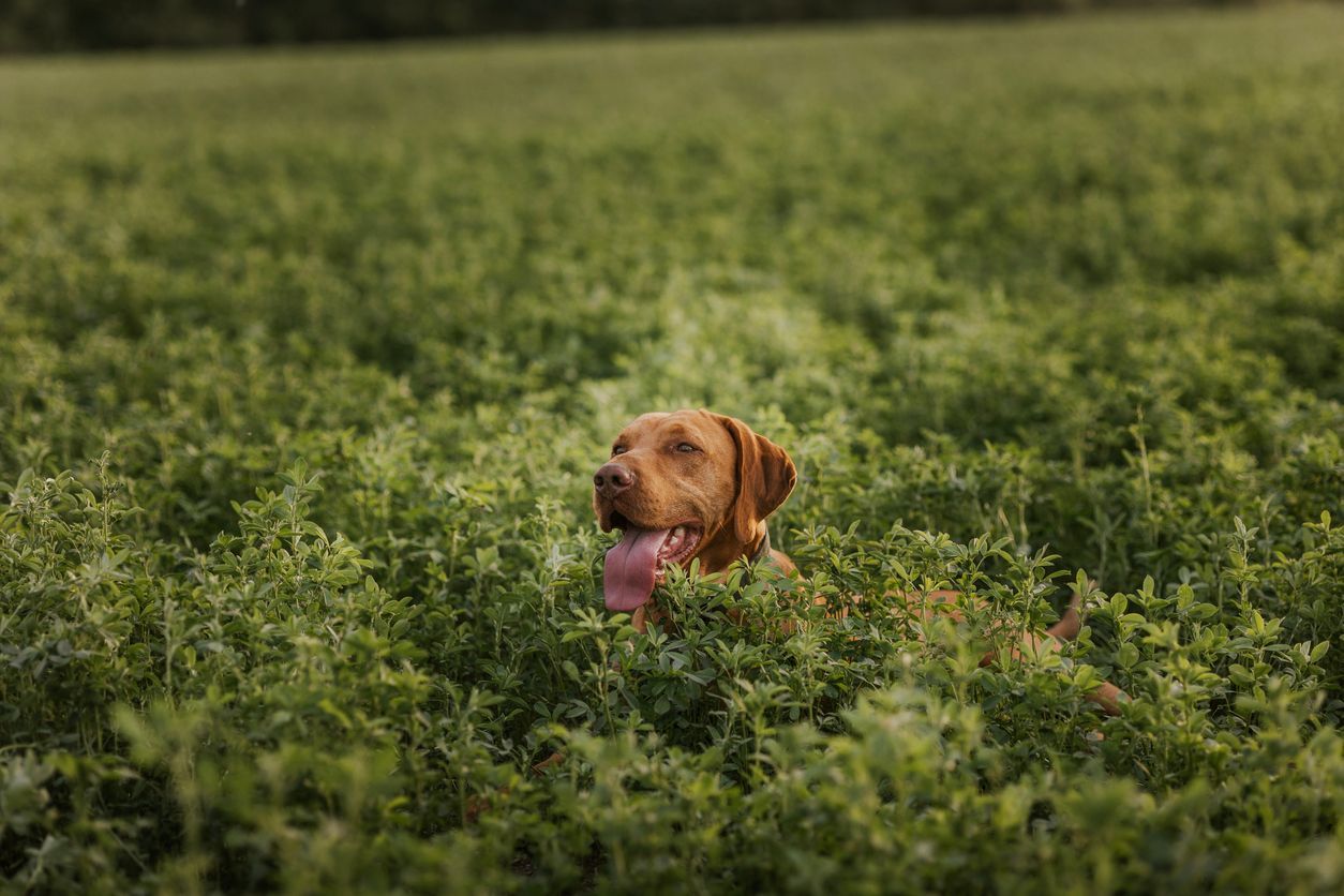 Puppies and tick treatment: How to remove ticks from a puppy - A dog relaxing in a lush green field photo