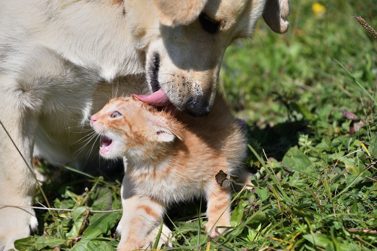 Why dental hygiene and oral health are important for pets - Dog licking a kitten's head in a field of grass