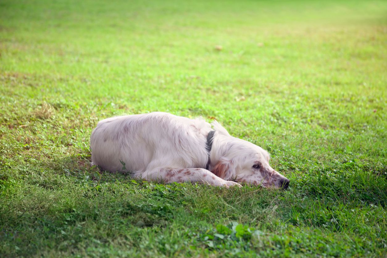 How to detect signs of nerve damage in your dog’s back legs - A white setter lies on the green grass in the shade