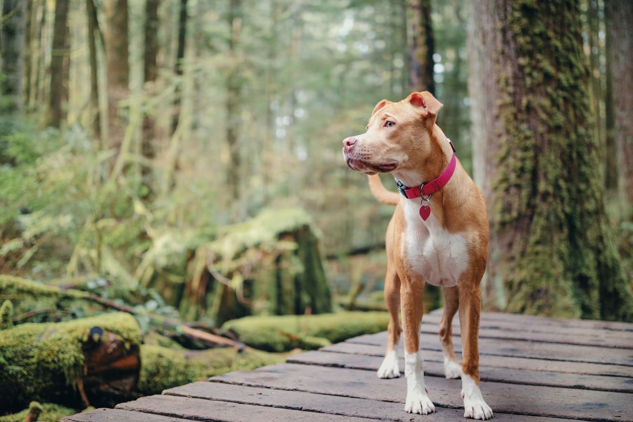 Everything you need to know about diabetes in dogs - A dog with a red collar standing on a wooden path outside in a forest.