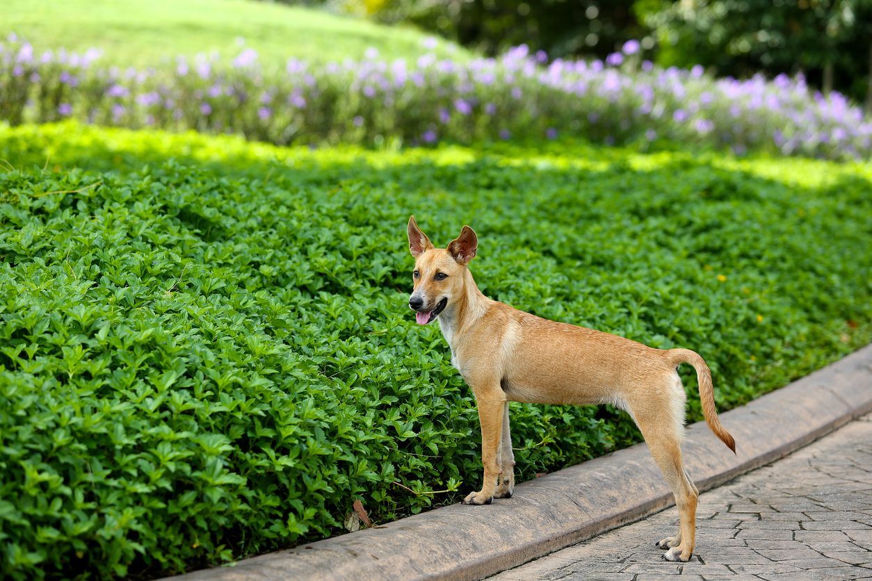 The role of nutritional deficiencies in dogs with dry skin - A puppy stands next to a public park's garden