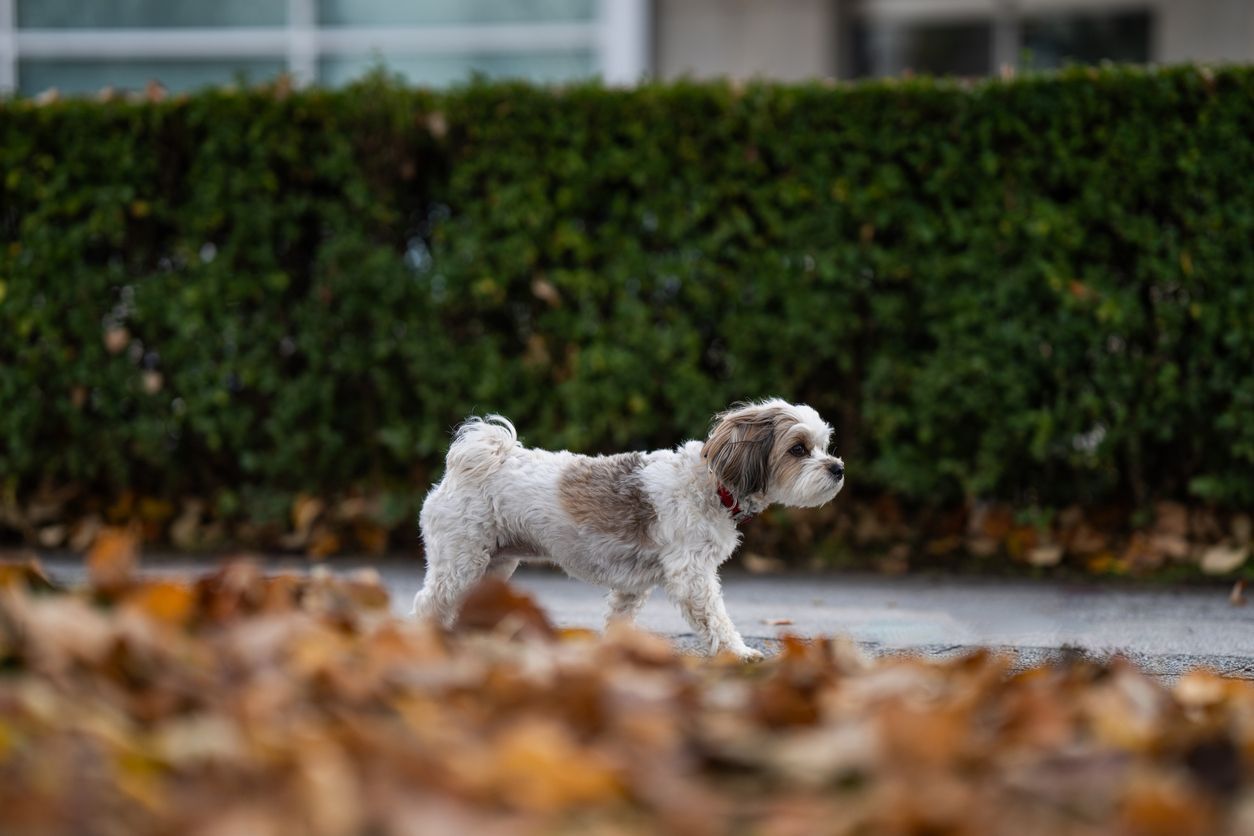 What to do if my dog has arthritis - An older-looking small dog walking on the sidewalk, with out-of-focus fallen leaves in the foreground.