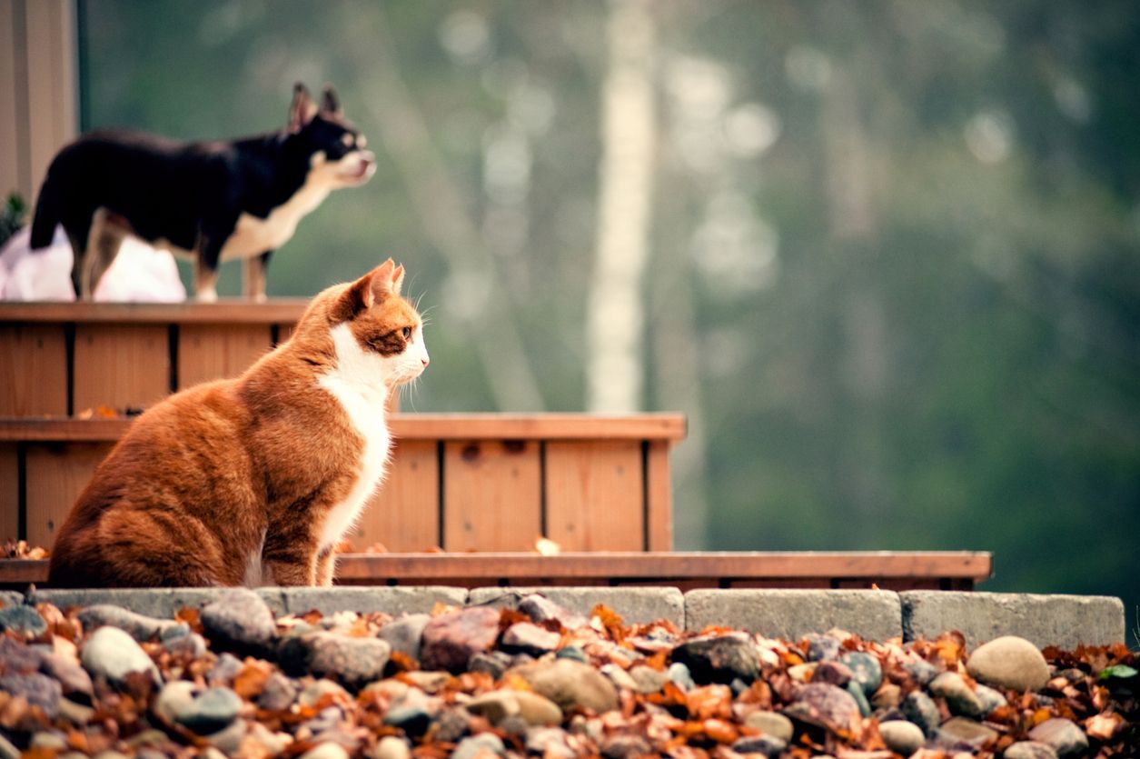 Diabetic ketoacidosis in dogs and cats: What you need to know - Cat and dog looking out over a porch