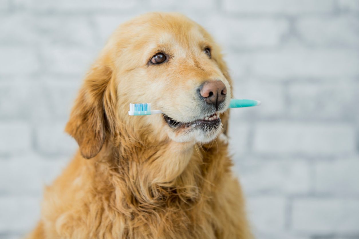 How much do dog dental insurance plans cost? - Dog holding a toothbrush in its mouth in front of a brick wall.