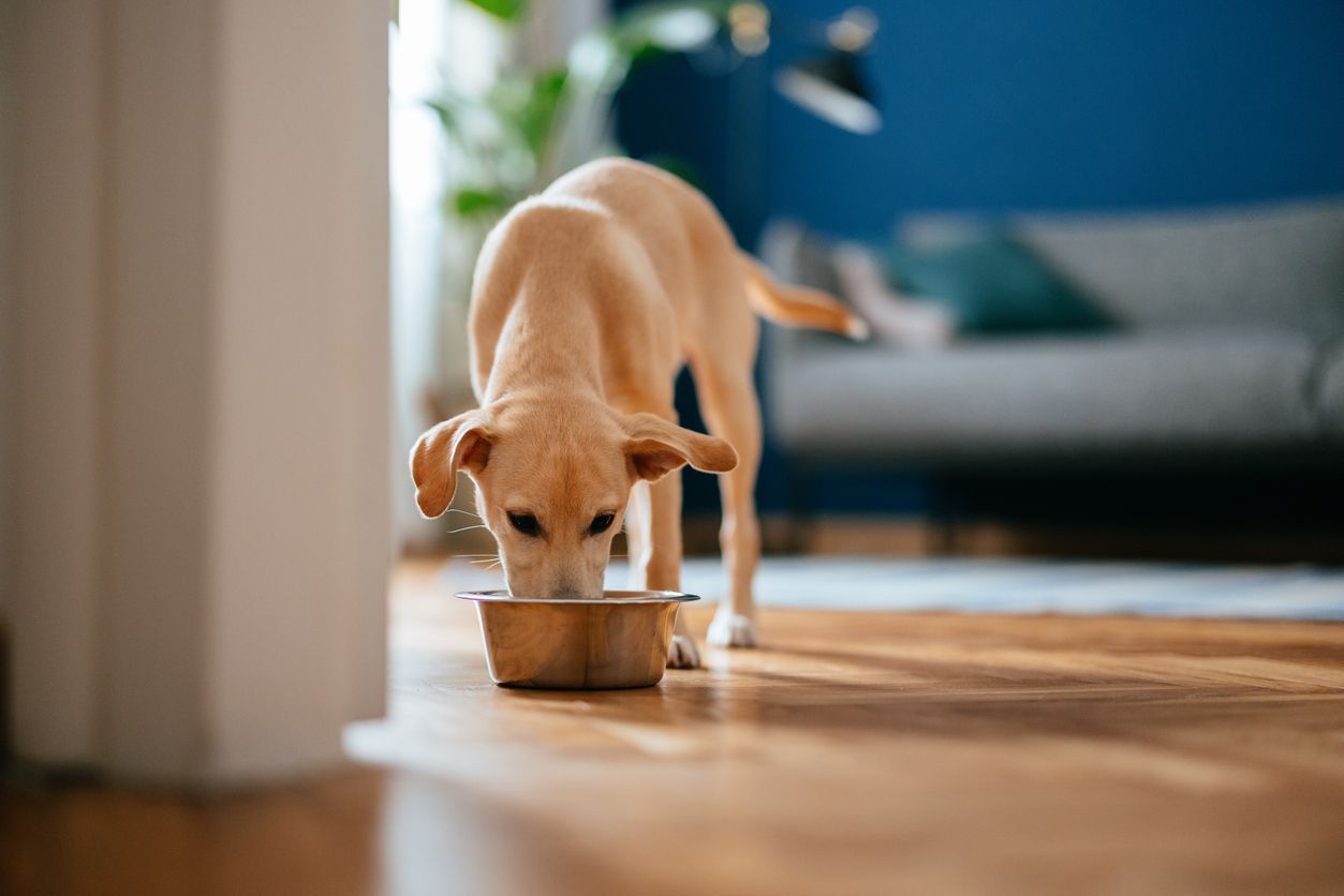 The best foods for dogs with allergies - Little Dog Eating His Breakfast At Home