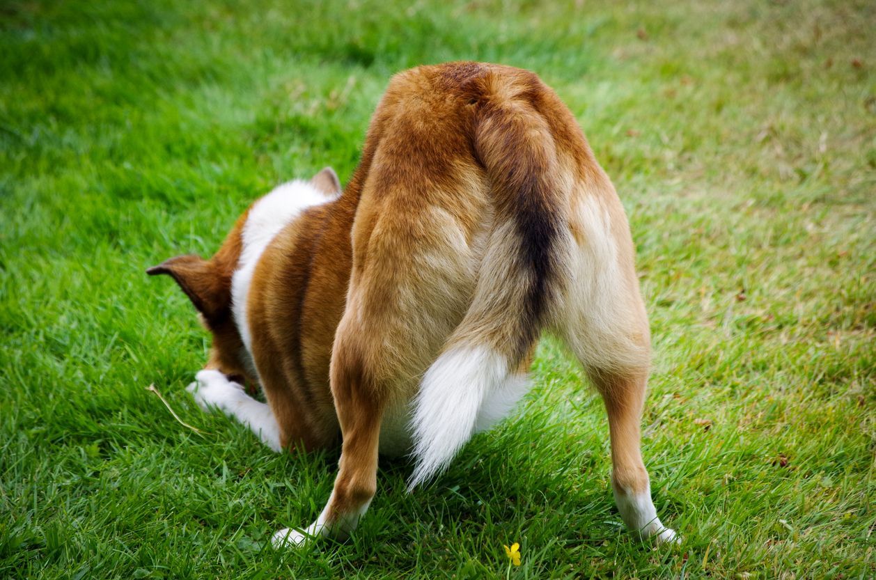 Everything you need to know about prostatic disease in dogs - A dog facing away from the camera, playing in the grass