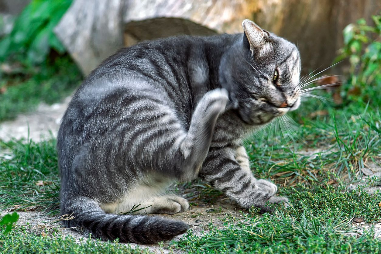 Cat ear mites vs earwax buildup: How to tell the difference - A grey cat outside scratching its ear