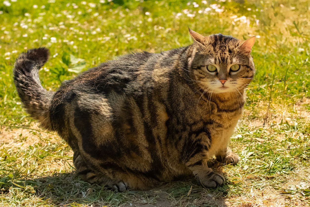 The link between weight loss and nutritional deficiencies in cats - A fat cat looks at the camera from its position outside
