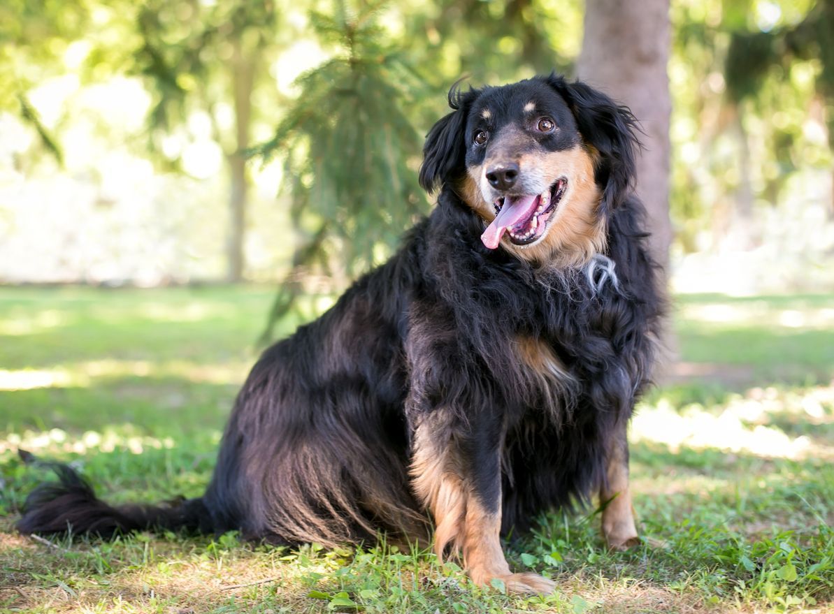 Nutritional deficiencies: A risk in your dog’s weight loss? - An overweight dog sits in grass outside
