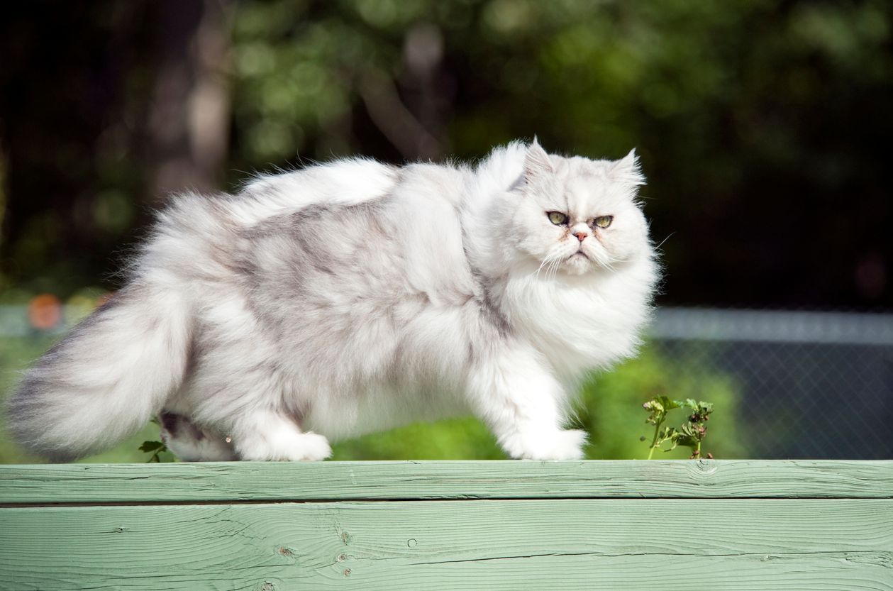 Role of nutritional deficiency in excessive shedding in cats - A fluffy Persian cat stands atop an outside fence