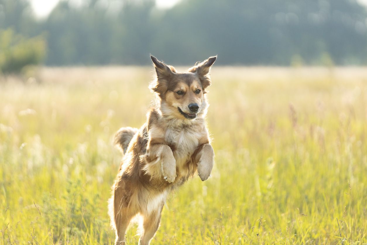 What is the best flea prevention for dogs? - Dog jumping like a flea in pale grass