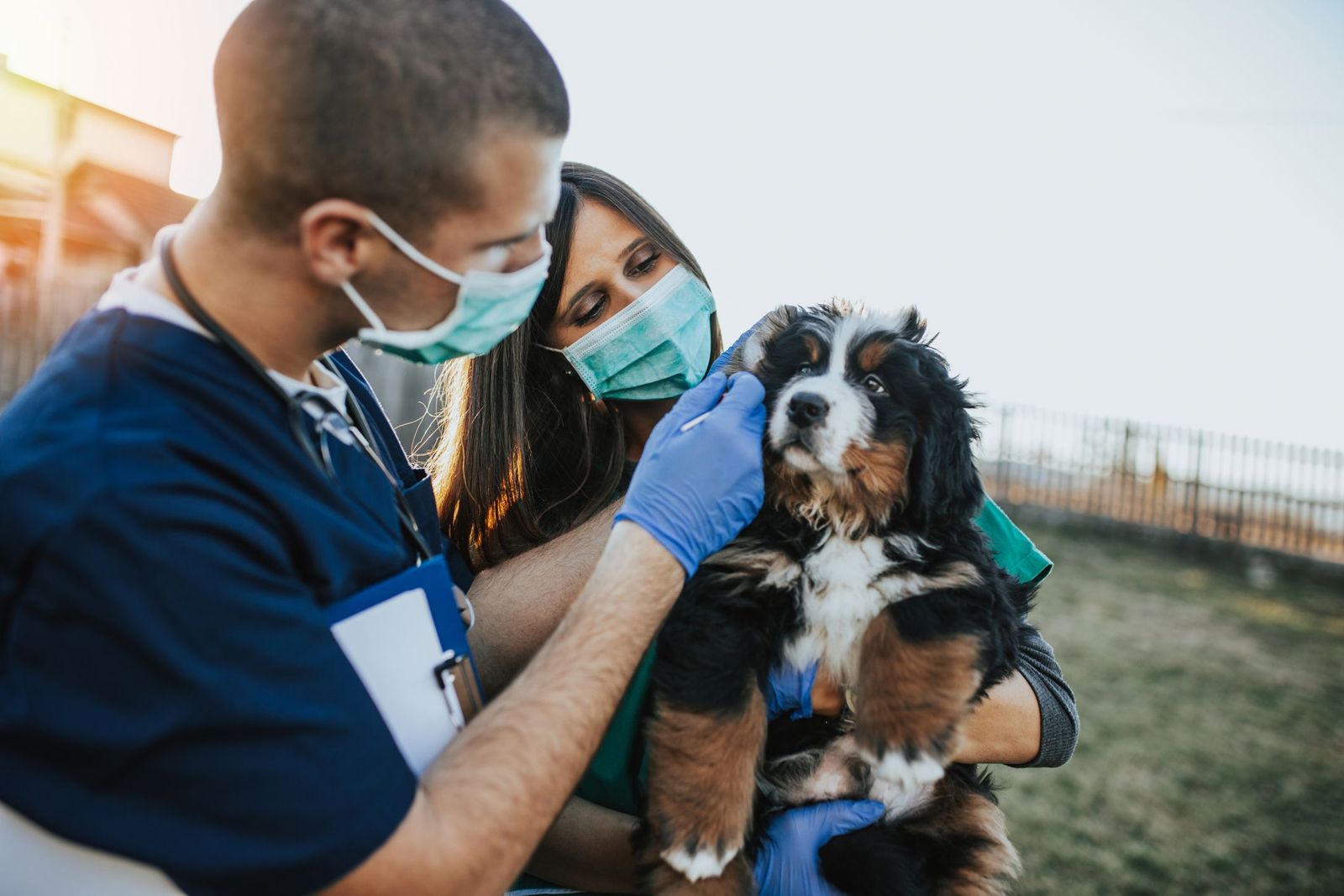 Flea & Tick Treatment Using Virtual Care - Two veterinarians examine a Bernese Mountain Dog Puppy Outdoors
