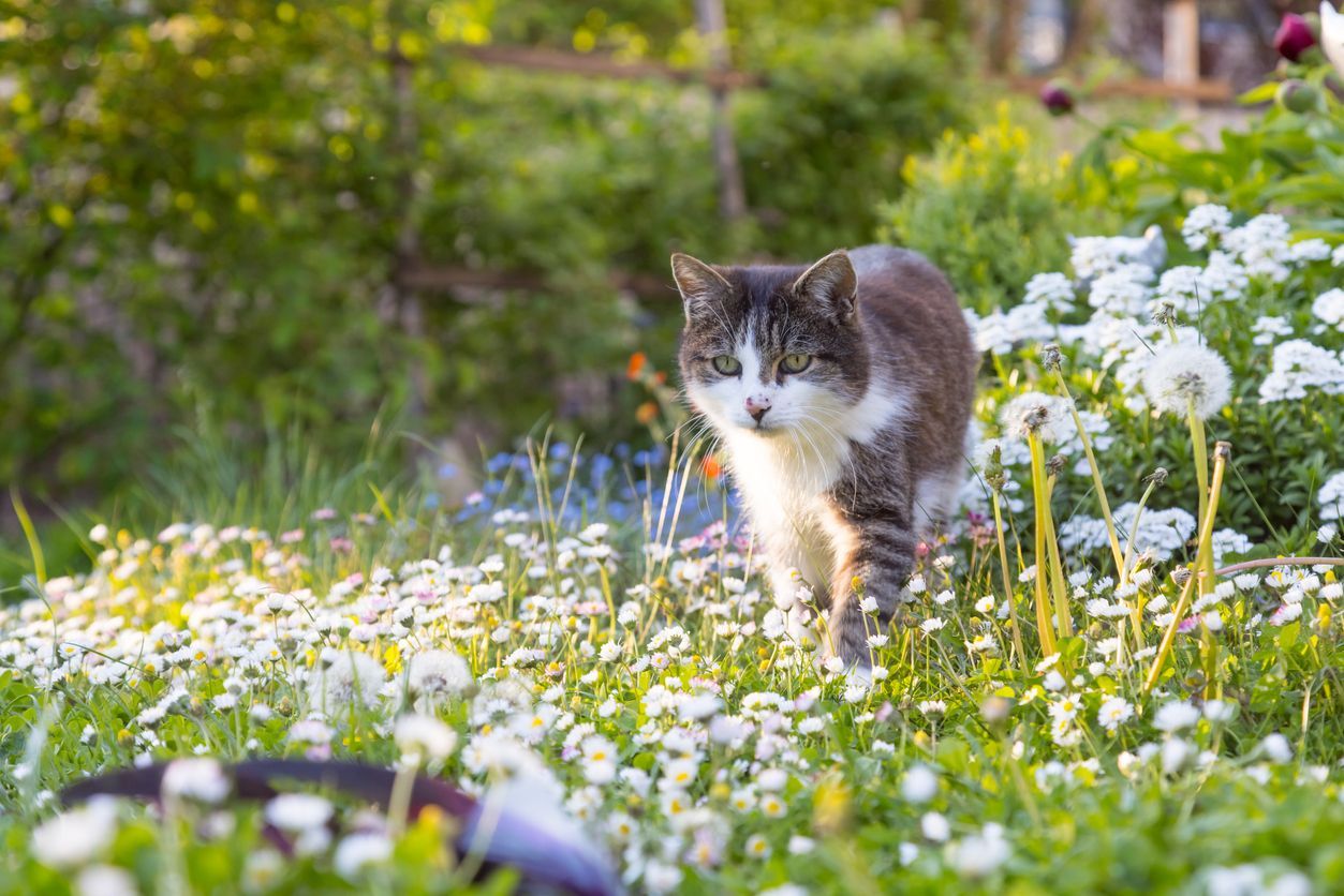The best medicines for allergy symptoms in cats - A cat walks through a field of flowers and dandelions